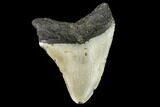 Fossil Megalodon Tooth - North Carolina #108963-2